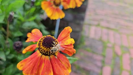 echinacea purpurea es un género de plantas de la familia de las margaritas con una abeja melífera