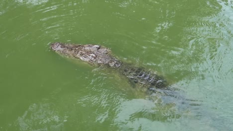 Freshwater-Nile-crocodile-lurk-in-murky-water-sticking-head-above-surface