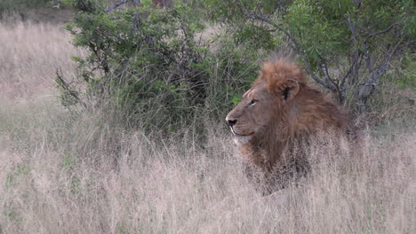 a male lion lays in the tall grass, watching something in the distance