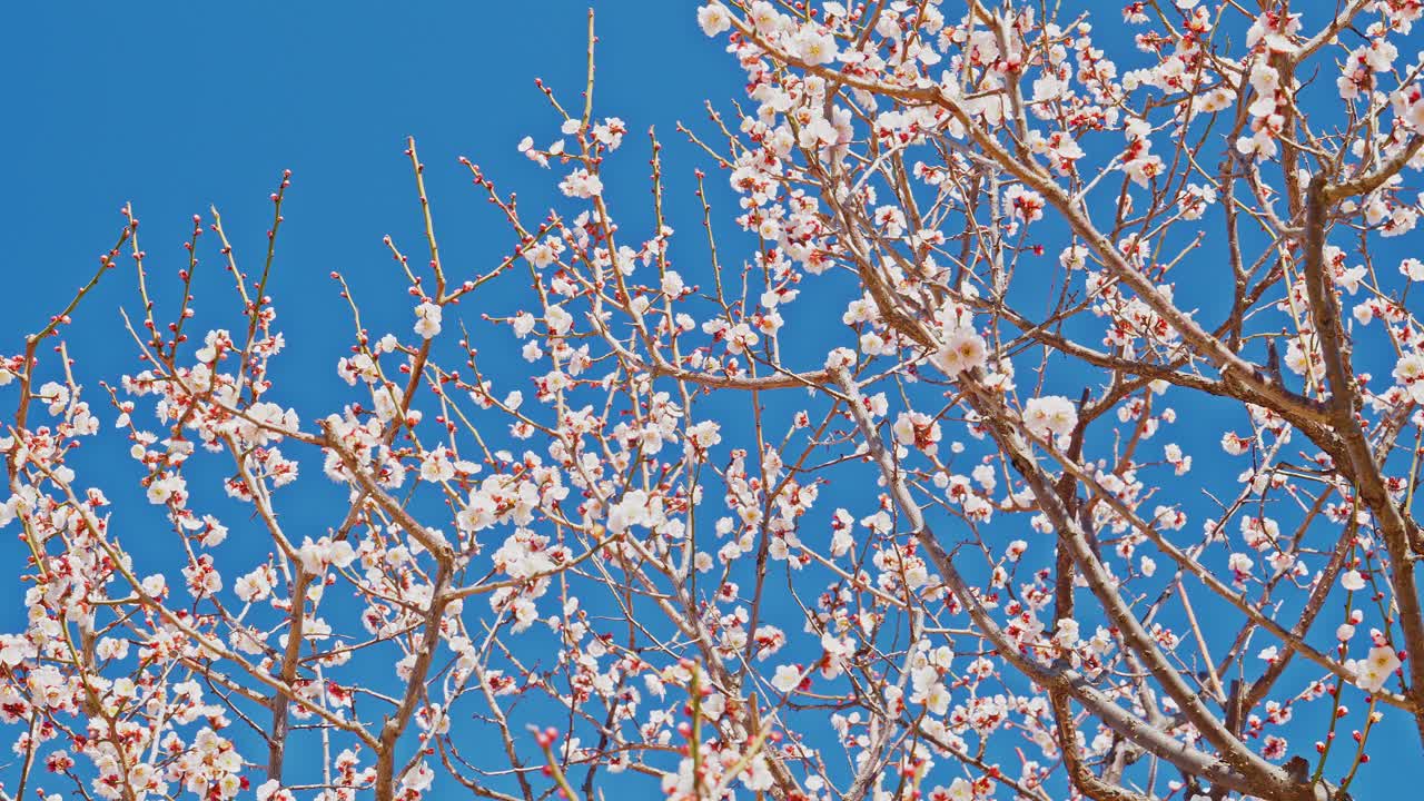 Una vivace panoramica a destra di fiori di prugno bianchi (Prunus mume) in piena fioritura su rami spogli, sullo sfondo di un cielo azzurro brillante e senza nuvole, che cattura la fresca essenza di una soleggiata giornata di primavera