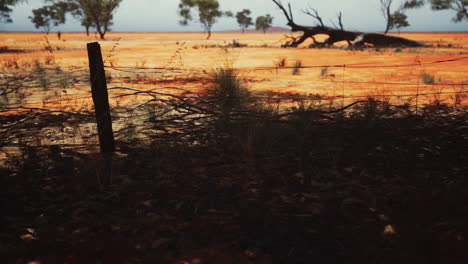 Pampas-with-barbed-wire-fence-and-dry-bushes