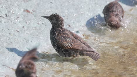 starlings bathing in a fountain