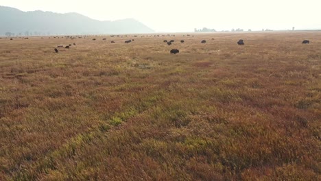 Bisonte-Cerca-De-Los-Grand-Tetons