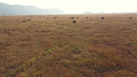 bison near the grand tetons