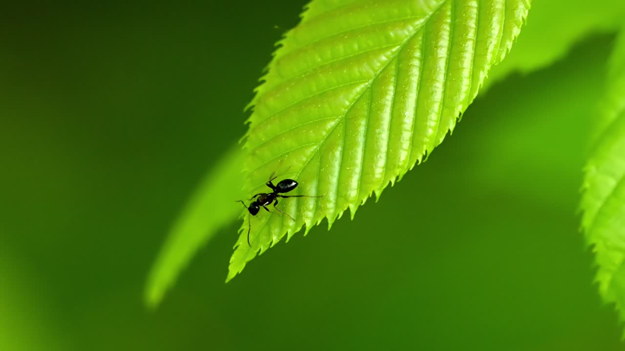 Lone Ant Traversing a Lush Green Leaf in Natural Light