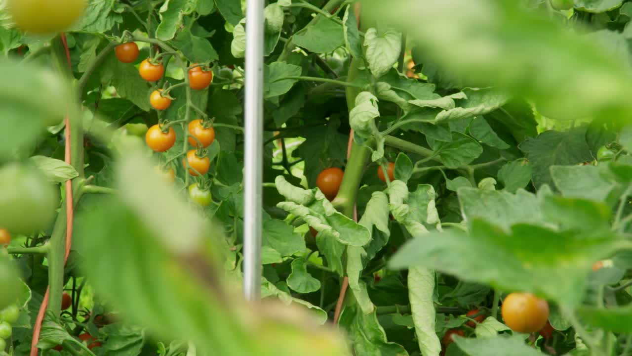 Side tracking shot of sun gold cherry tomatoes on the vine.  Close up with blurry plants in the foreground.