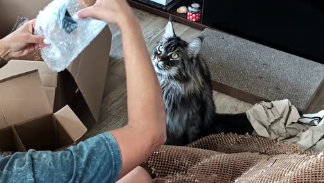 maine coon cat curiously joins a person unpacking boxes in a warm home setting