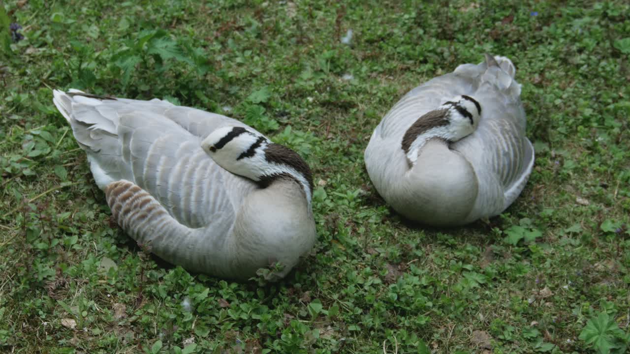 Two Bar-headed Goose Rest in the Grass