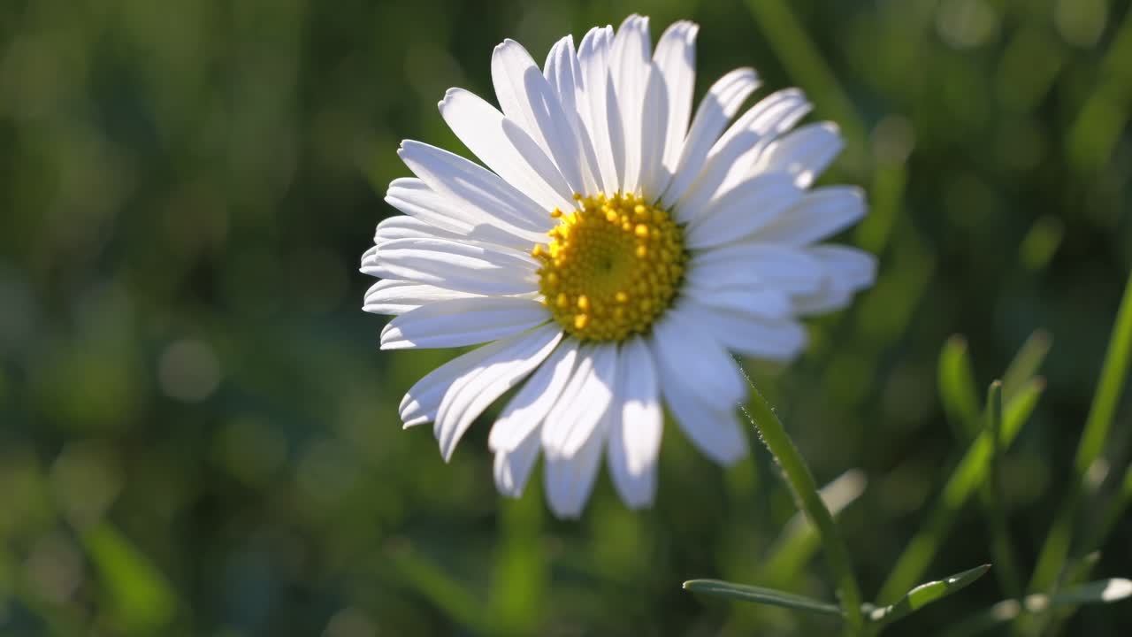Video ravvicinato di una margherita bianca con centro giallo, ripresa ad altezza occhi