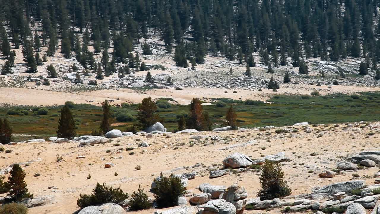 jinete pasea por el bosque nacional inyo en california marzo de 2016