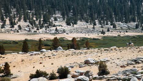 Jinete-Pasea-Por-El-Bosque-Nacional-Inyo-En-California,-Marzo-De-2016