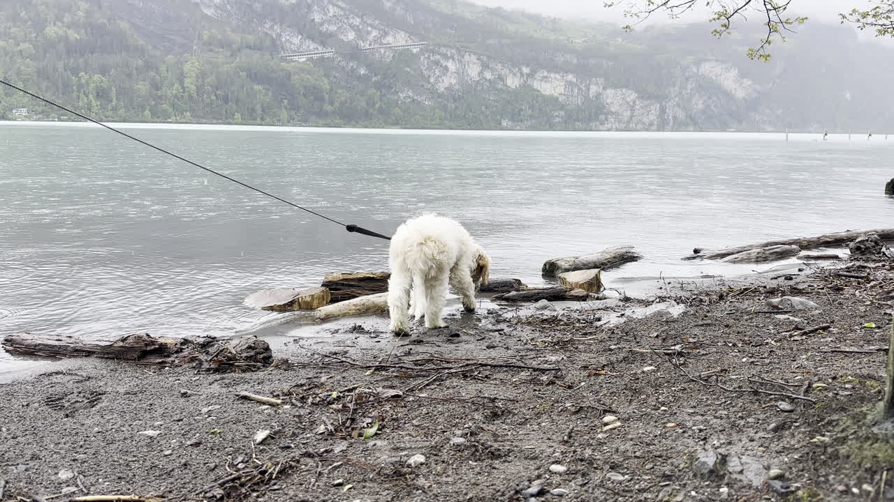 Pet terrier dog in leash lapping water at Walensee lake shore,stable shot