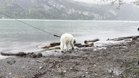 Perro-Terrier-Mascota-Con-Correa-Lamiendo-Agua-En-La-Orilla-Del-Lago-Walensee,-Tiro-Estable