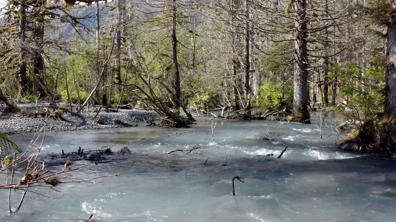 Schnell fließender, flacher Bach zwischen alten Waldbäumen in einem Nationalpark in Alaska, USA