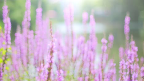 schönes bett aus violetten loosetrife-blumen mit einem teich im verschwommenen hintergrund in einem park im sommer