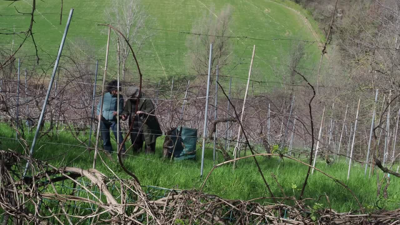 Two resilient women farmers prune grapevines uphill in a lush organic vineyard near Castell’Arquato, trimming branches during late winter with care and strength, captured in slow motion