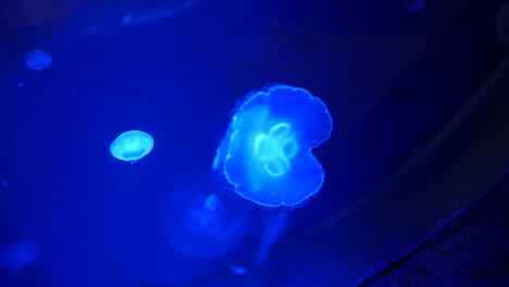 glowing jellyfish floating in deep blue water, their translucent bodies illuminated with soft light. the jelly fish drift gently, with their delicate forms creating an ethereal display