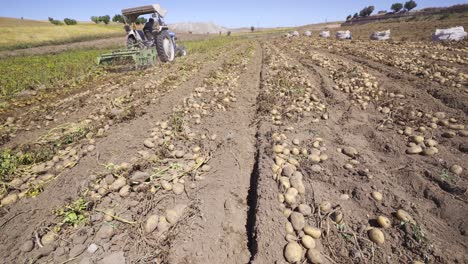 campo de patatas. cosecha de patatas en el campo.