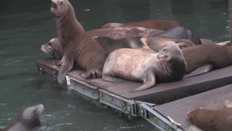 sea lions lounge on a pier