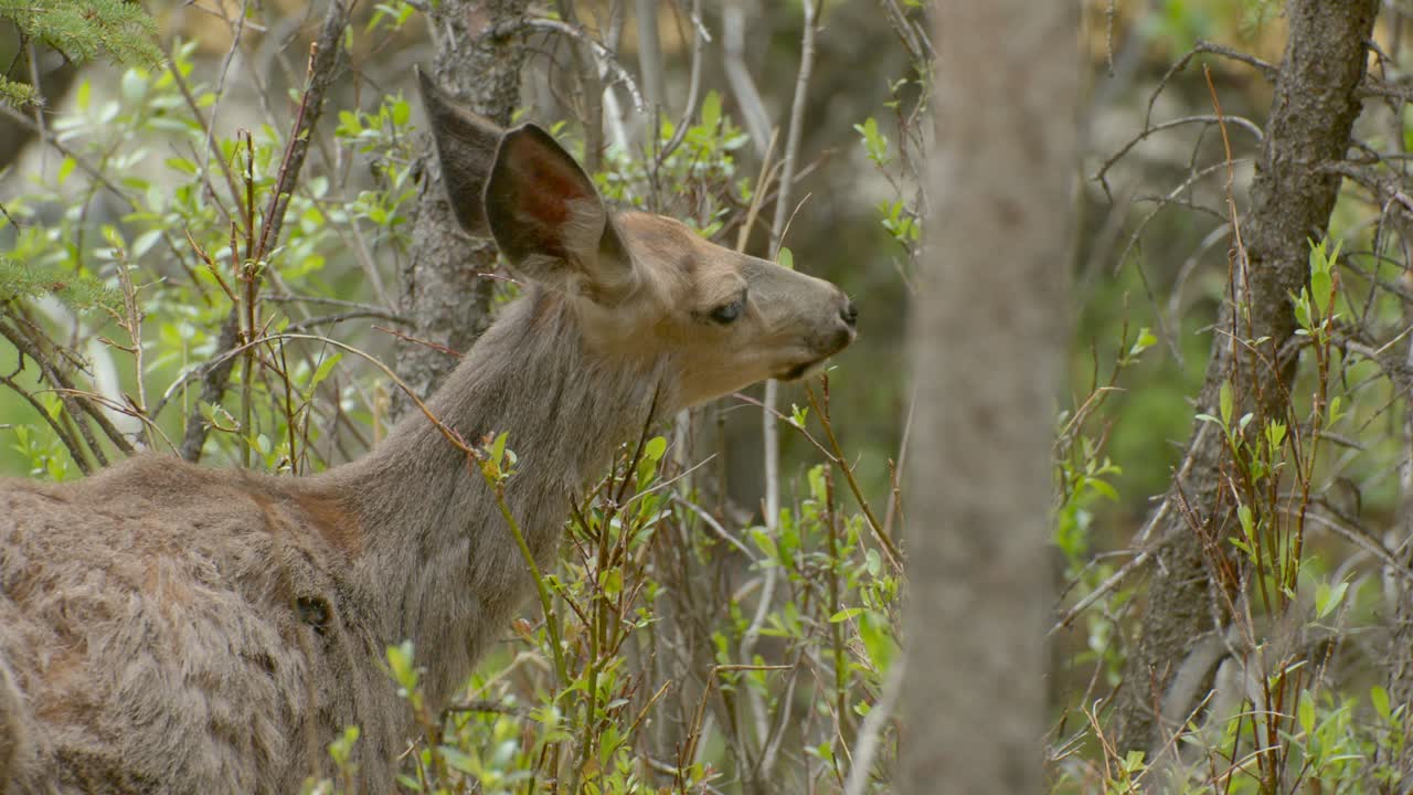 ciervo comiendo de un arbusto