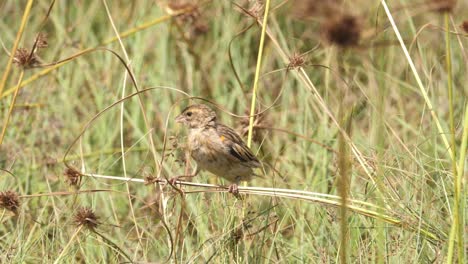 beautiful long tailed male widow bird spotted in long grass, close-up shot