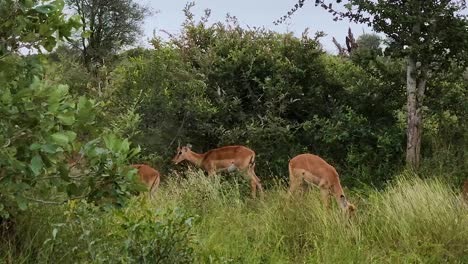 Sighting-of-a-herd-of-deer-near-the-safari-path-in-the-Kruger-National-Park,-South-Africa