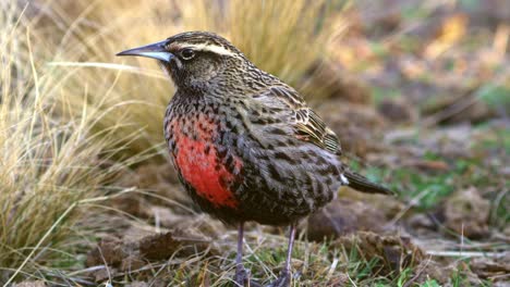 a long-tailed meadowlark on natural habitat