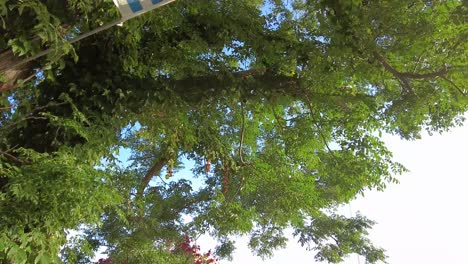 Transition from flag of Uruguay in natural green background to the seashore of Colonia del Sacramento
