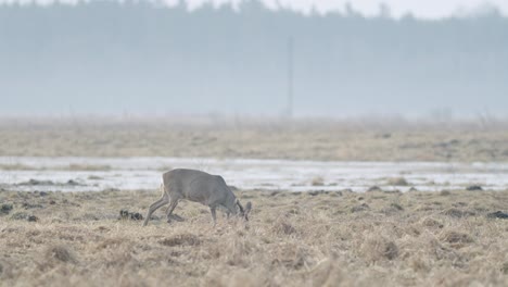 Common-wild-roe-deer-walking-and-eating-grass-on-the-field-in-early-spring-dry-grass-meadow-close-up