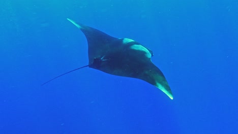 Mantarraya-Oceánica-Gigante-En-Peligro-De-Extinción-Nadando-Bajo-El-Mar-Azul-Profundo