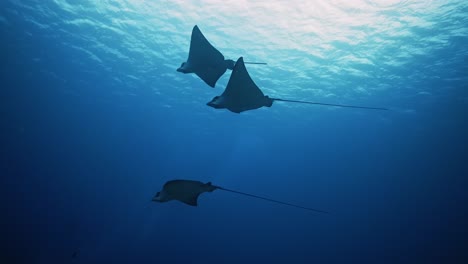 Three-elegant-Eagle-rays-completely-synchronized-to-the-rhythm-of-the-ocean-slowly-dancing-together