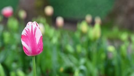 Garten-Tulpe-In-Southwark,-London,-Großbritannien