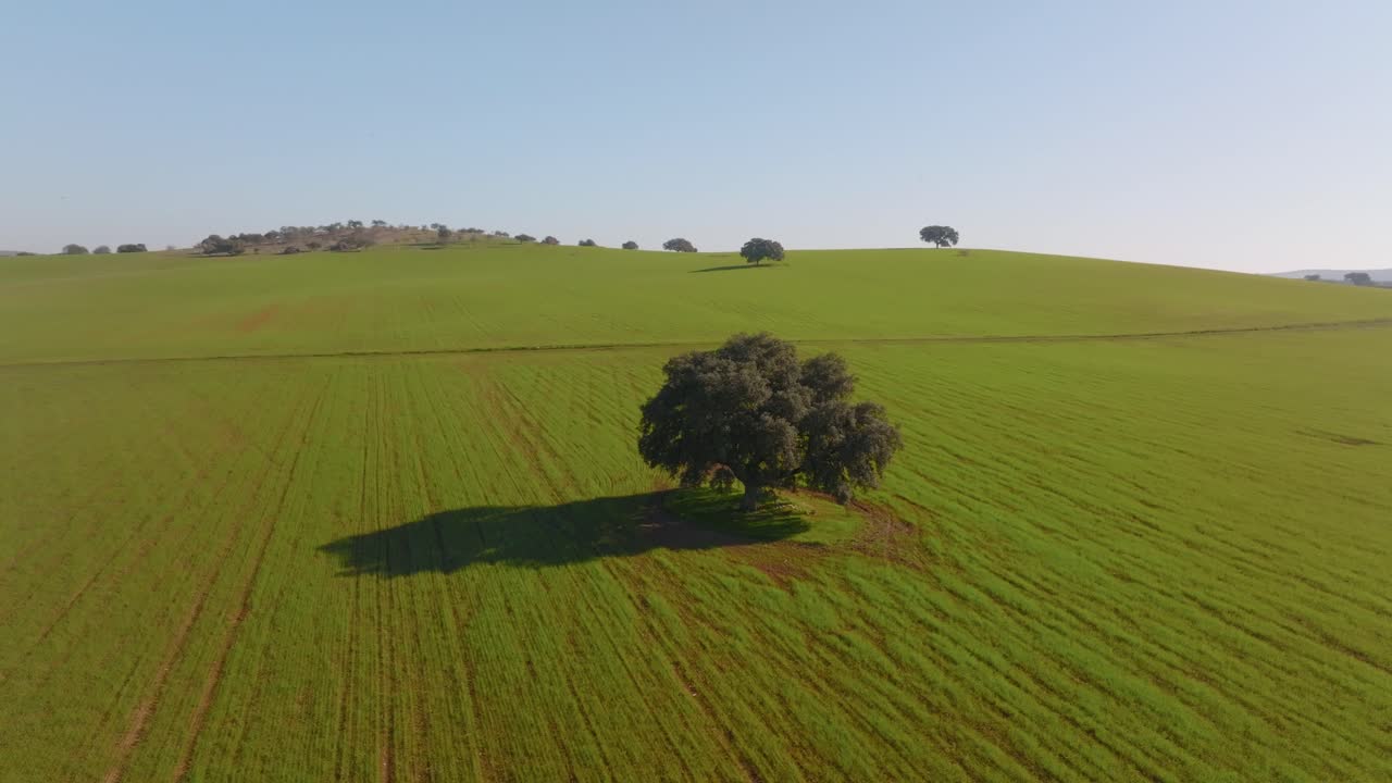 Albero isolato in un campo aperto