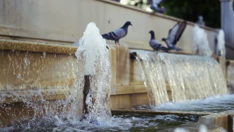 palomas bañándose en una fuente en verano caluroso