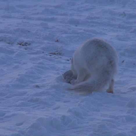 un zorro ártico corre por la nieve
