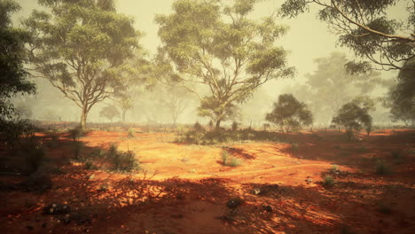 a rustic canvas depicting a majestic eucalyptus grove in a dusty landscape