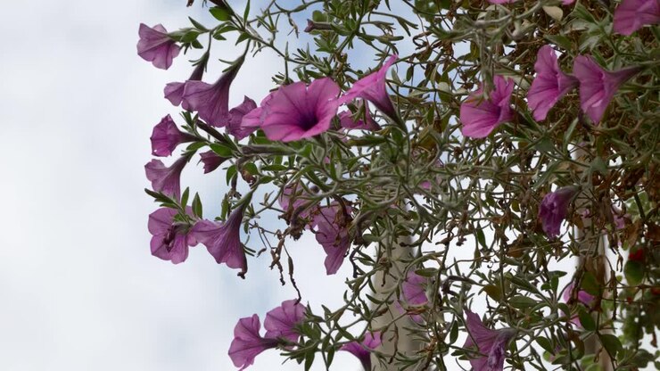 Fokusforskydning fra vægmonterede blomster til kirketårn i Oxford, England