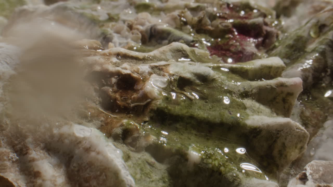 Water Washing Over Textured Marine Shells and Barnacles