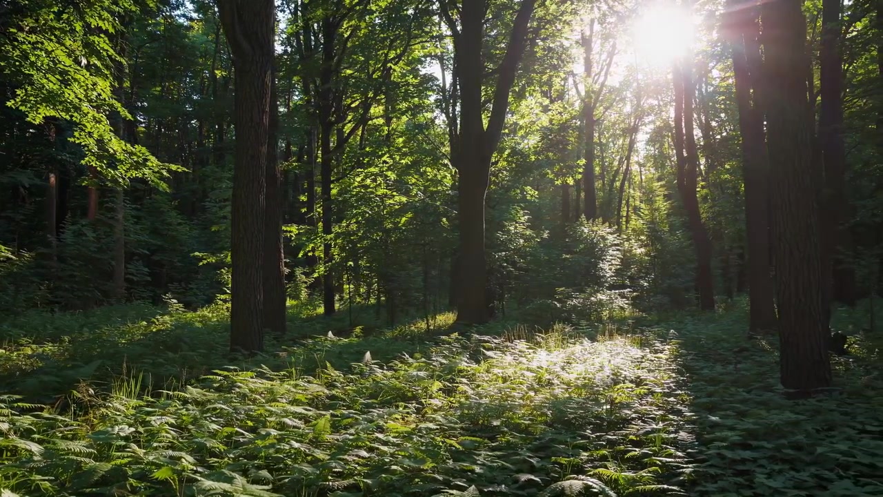 Luce solare a chiazze sulle felci in una foresta verde lussureggiante