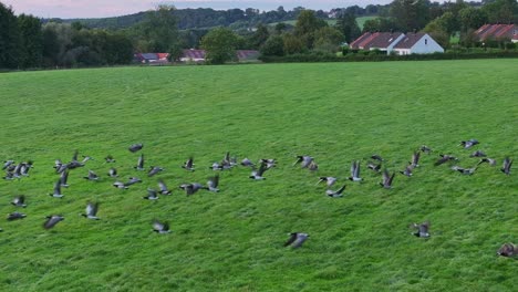 nature in motion as flock of wild geese take-off from lush pastures