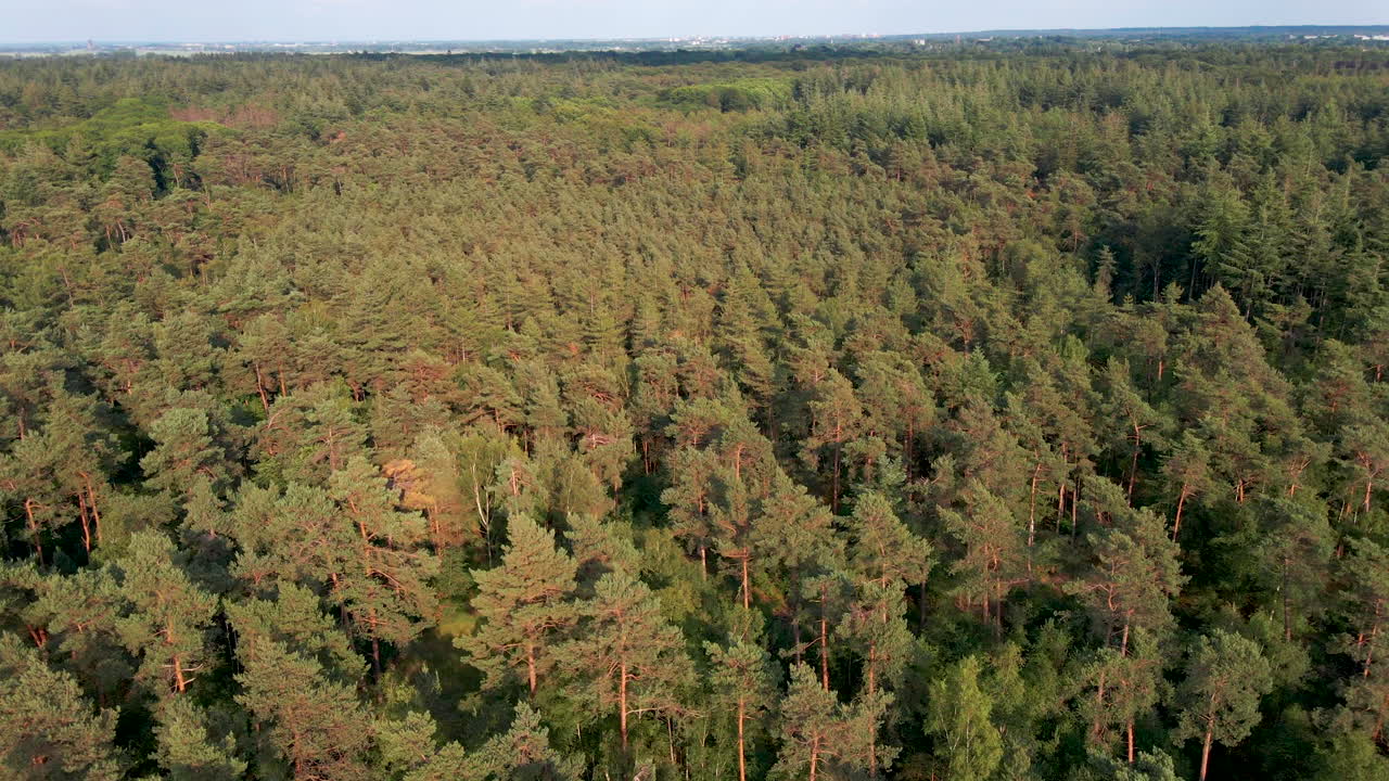 antena escénica de un hermoso bosque de pinos verdes en verano