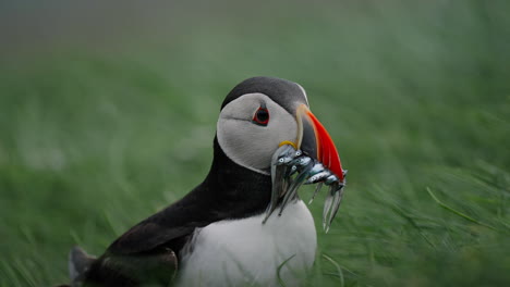 Atlantic Puffin with a mouth full of fish