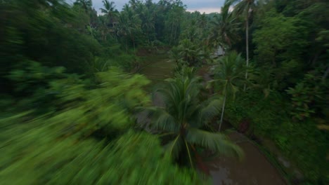 fast fpv drone cruising shot between the high palm trees over the wet rice fields