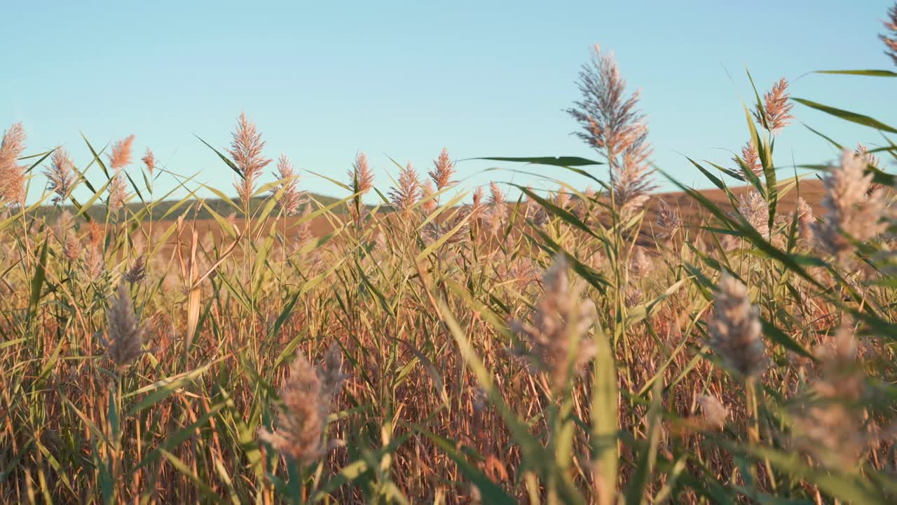 Walking in green and tall brown feather weed spindly grass in flat meadow on bright cloudless sunny day, handheld circle pan close up