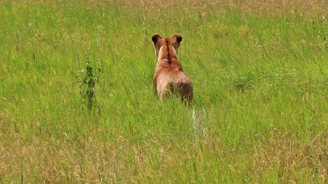 Una leonessa solitaria si aggira nella fitta boscaglia del Parco Nazionale del Serengeti, Africa, alla ricerca della sua prossima preda. Scena di fauna selvatica cinematografica che cattura l'istinto del predatore, la tensione e la cruda sopravvivenza nella savana.