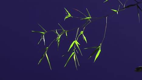 ground plant with blue screen background