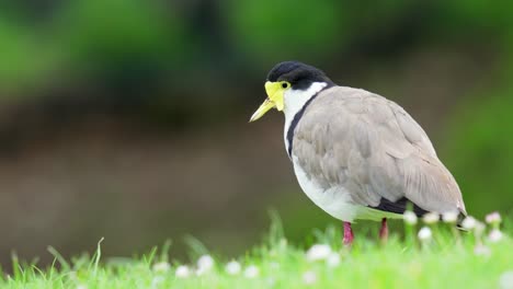 pájaro de ala de regazo enmascarado se mantiene inmóvil antes de alejarse en cámara lenta con fondo bokeh