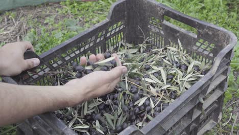 Close-up-on-mans-hand-sorting-through-black-olives-in-a-basket,-static