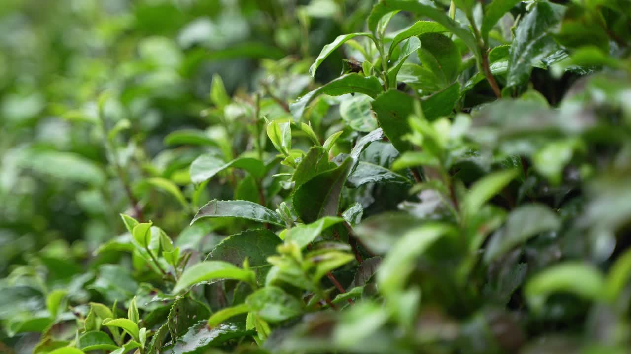 Il tè Darjeeling è famoso in tutto il mondo. L'acqua non si accumula alla base degli alberi di tè sul terreno in pendenza di Darjeeling.