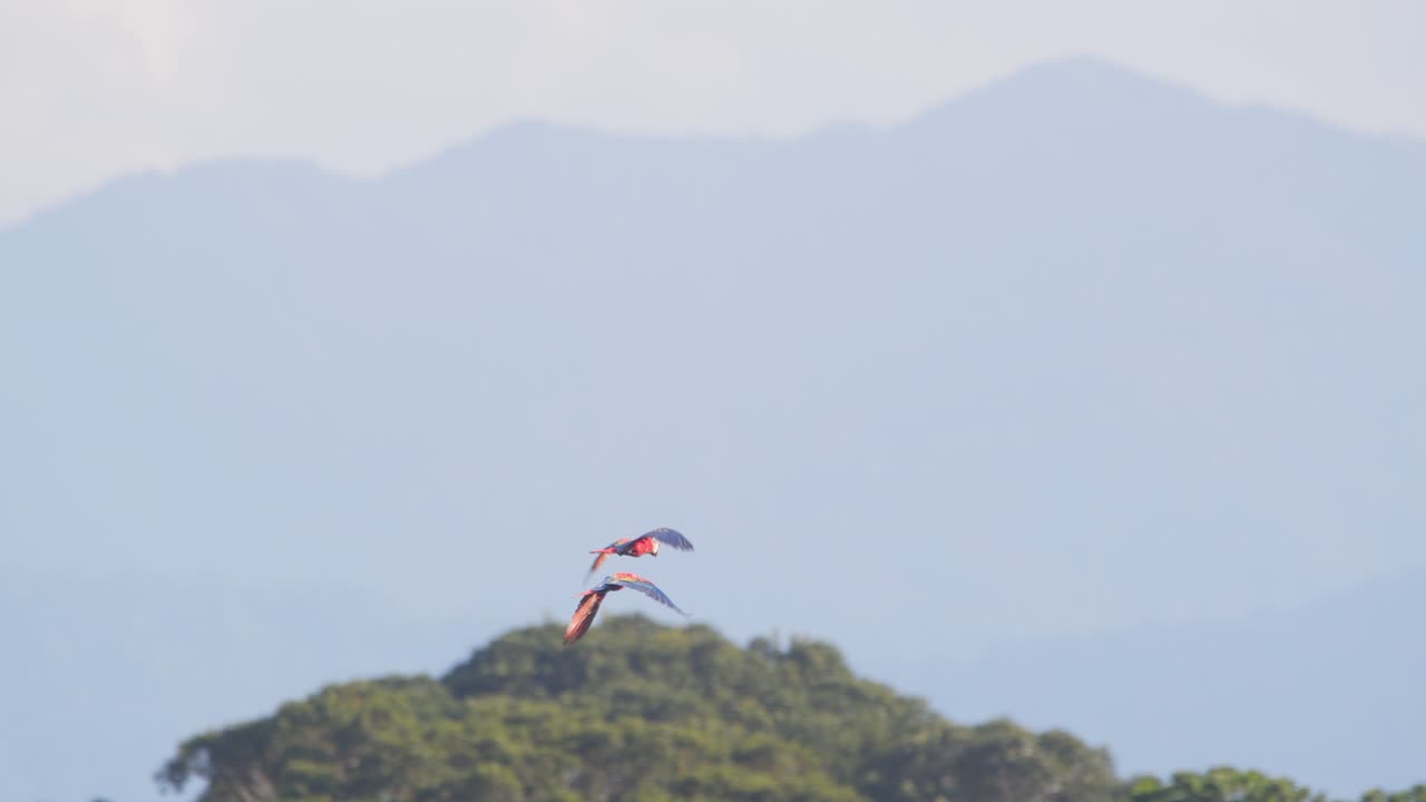 A radiant pair of Scarlet Macaws soars over Peru’s rainforest, their feathers glowing in the morning sun.
